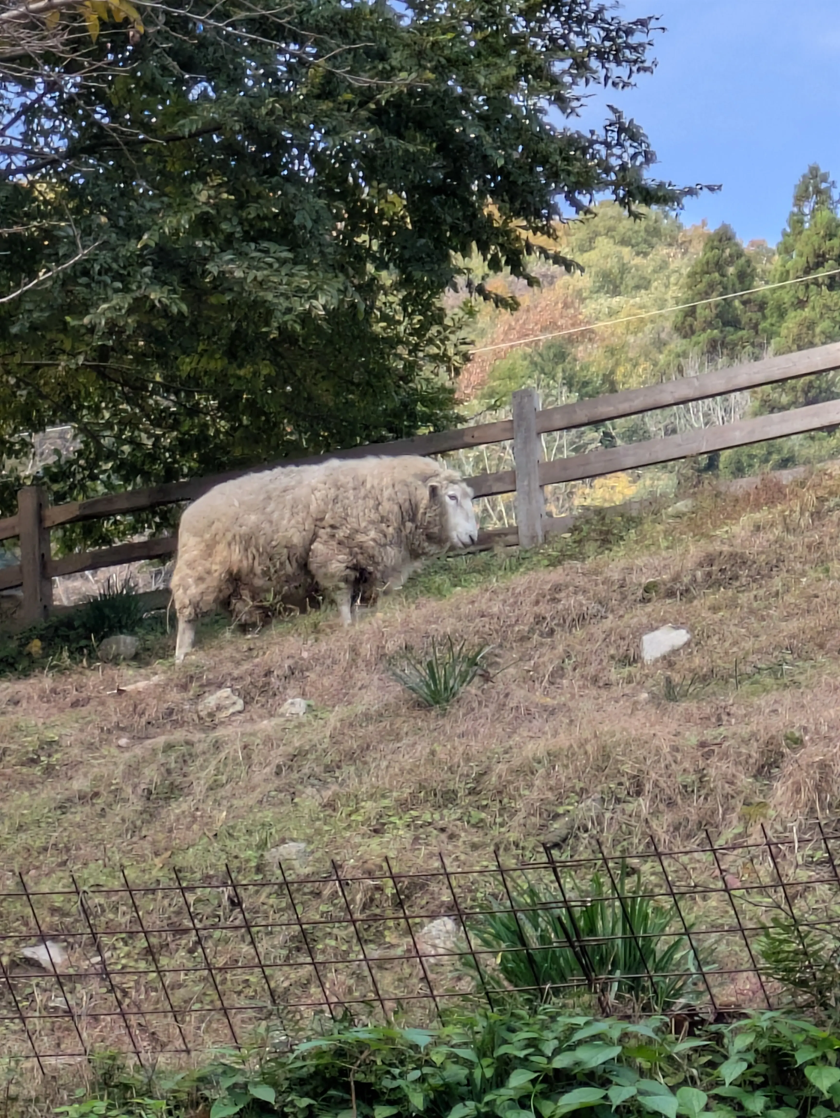 森の中の小さなパン屋さんでブランチデート♡_1_16