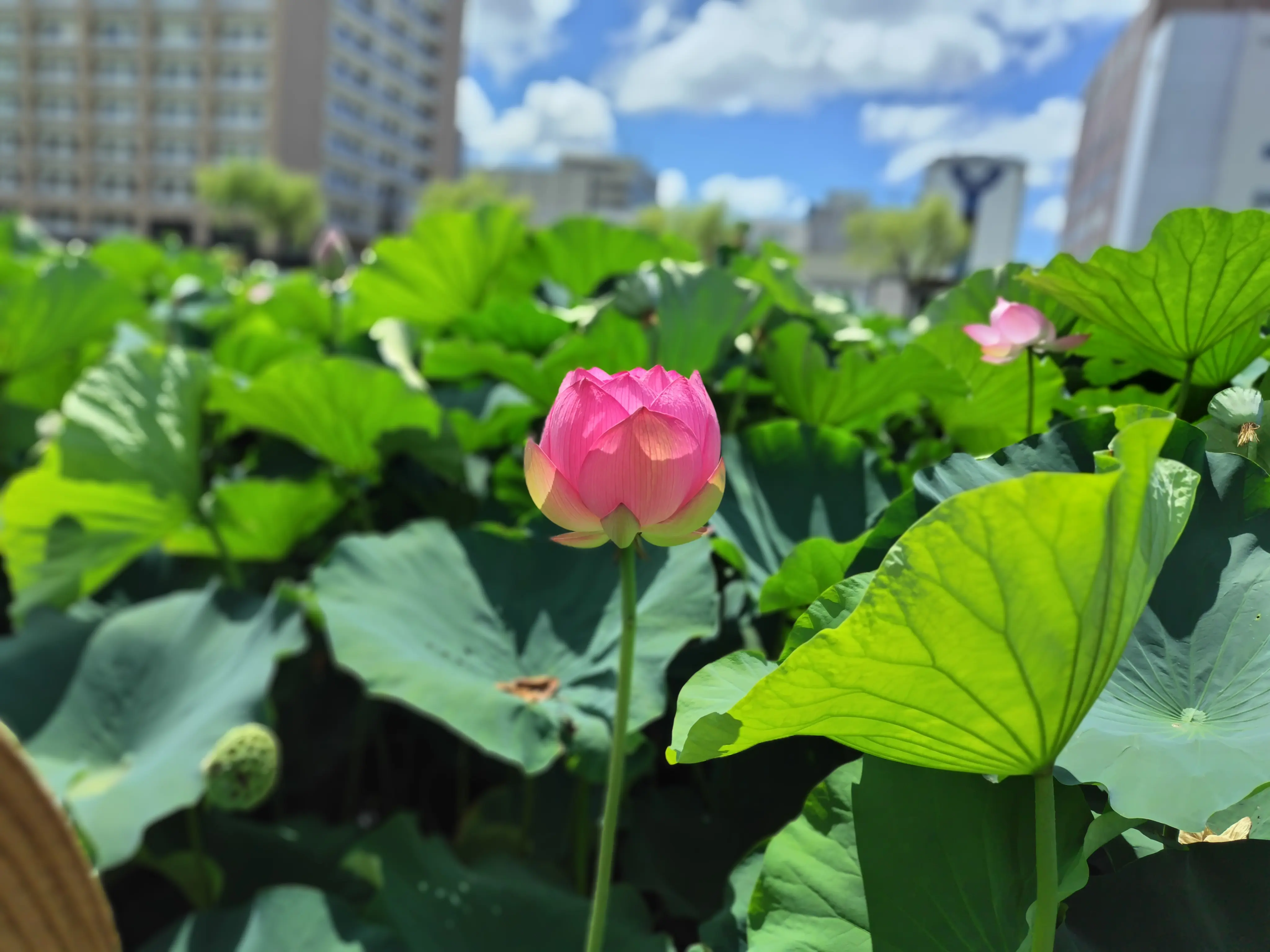 秋田　蓮フェスティバル