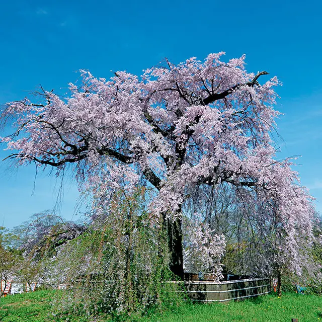 「円山公園の枝垂れ桜」