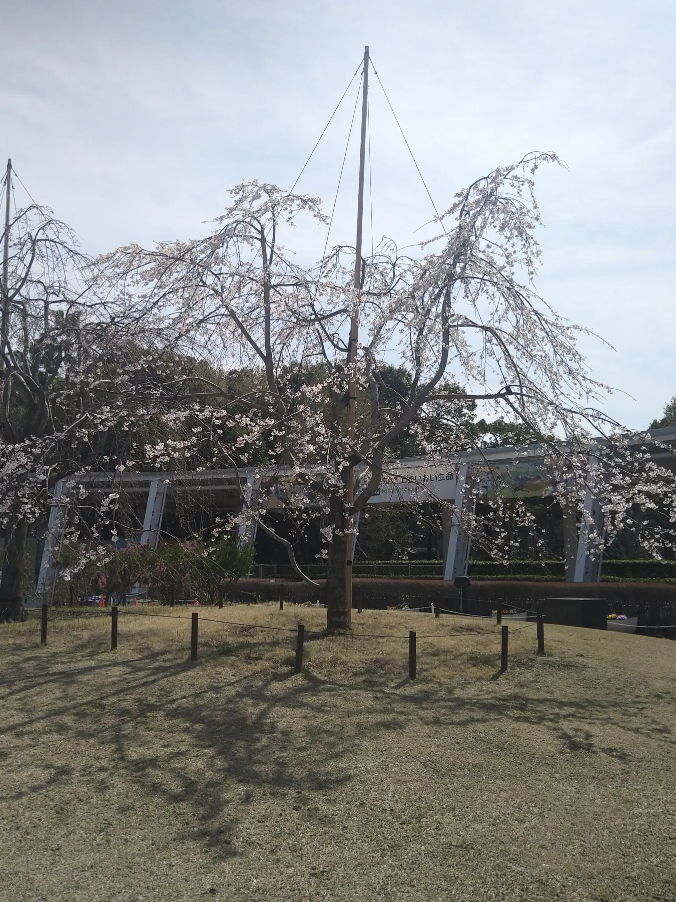 ズーラシアの桜