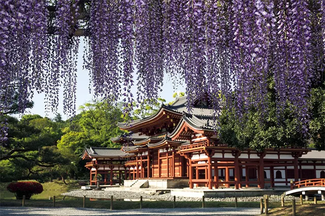 【藤を訪ねて、古都の旅へ】息をのむほどの美しさ！京都・宇治の藤めぐり_1_1