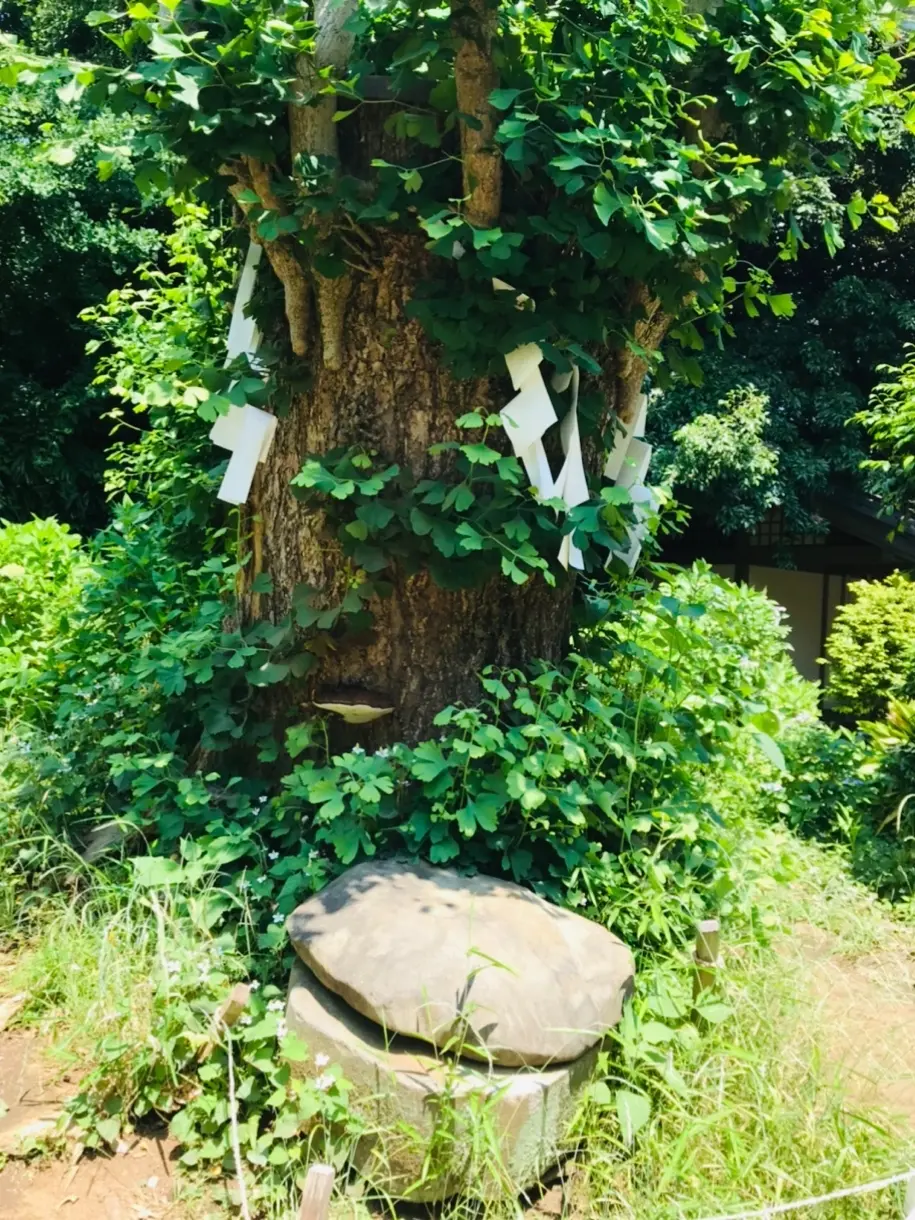 亀石　イチョウの木　パワースポット