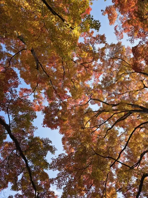 秋の紅葉とランチ_1_2