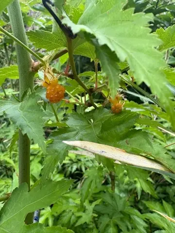 新緑眩しい鎌倉ハイキングに出掛けませんか？_1_16