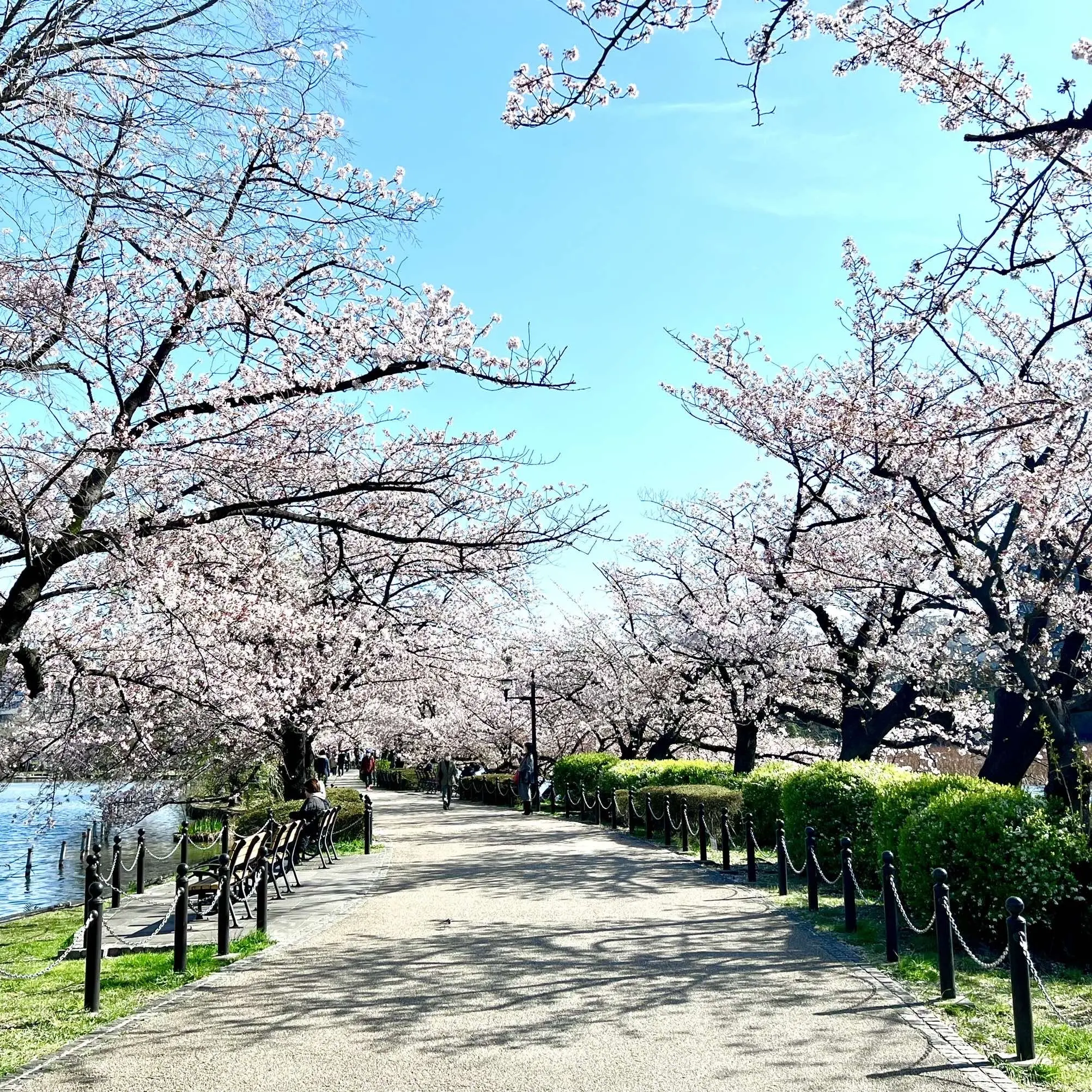 上野恩賜公園の桜　池の辺りの桜