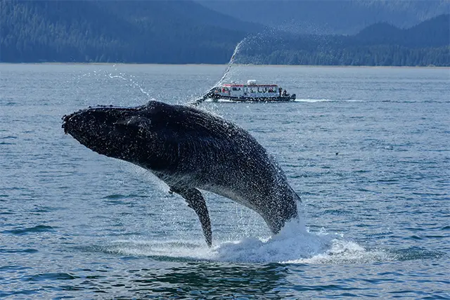 スプラッシュ！ 船上から目を凝らすと、あちらこちらにクジラの影が。サギノー海峡付近では、99%の確率でザトウクジラを観察できる