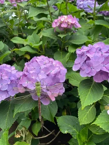 紫陽花鑑賞　今年は..._1_5