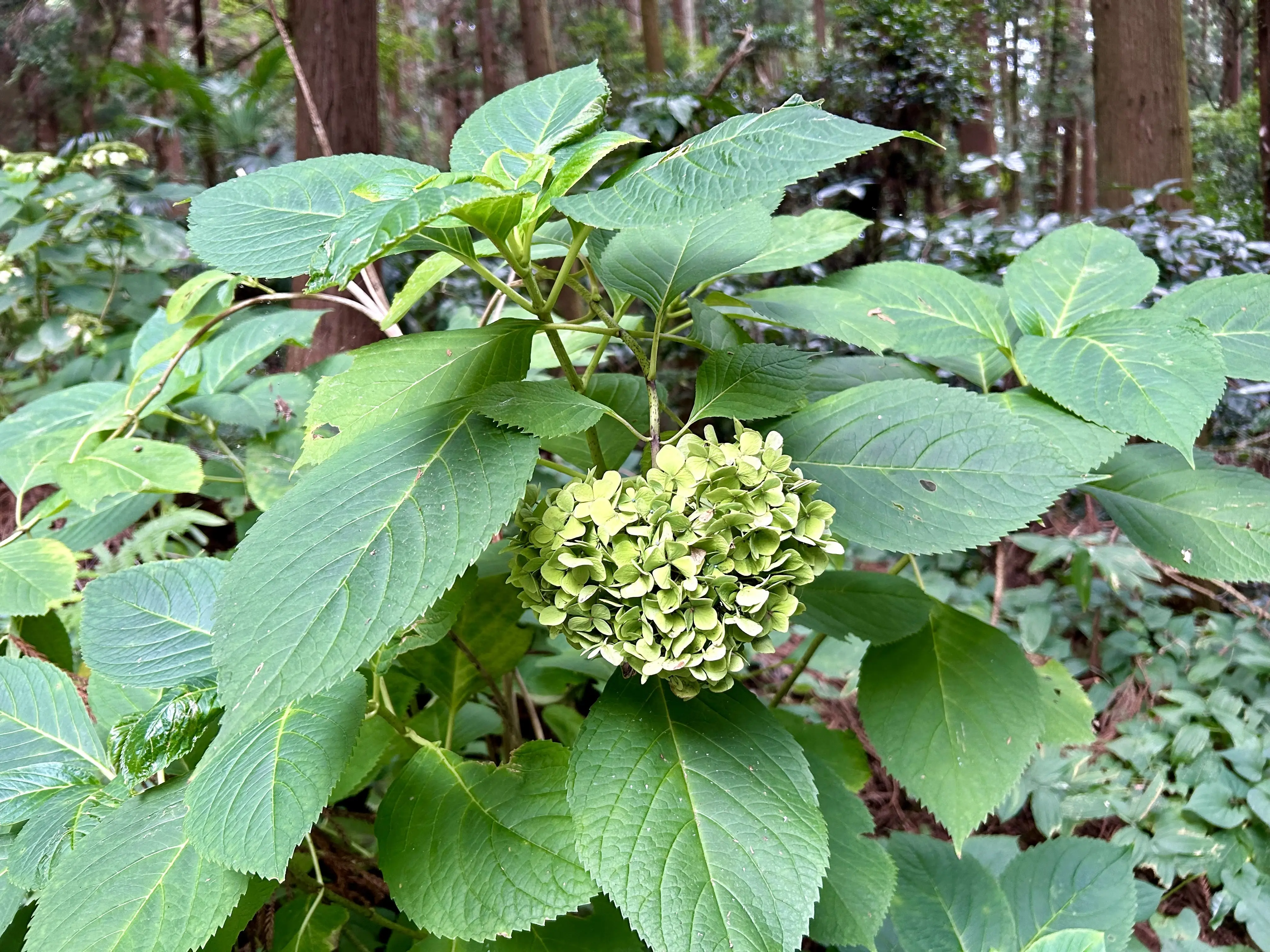 仙台・秋保温泉街を散策♪_1_28