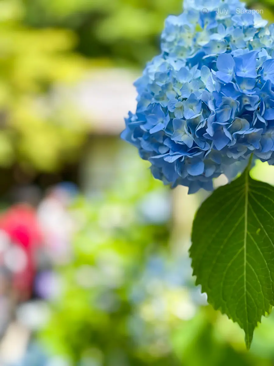 【鎌倉の紫陽花】2025.6.1撮影_1_3