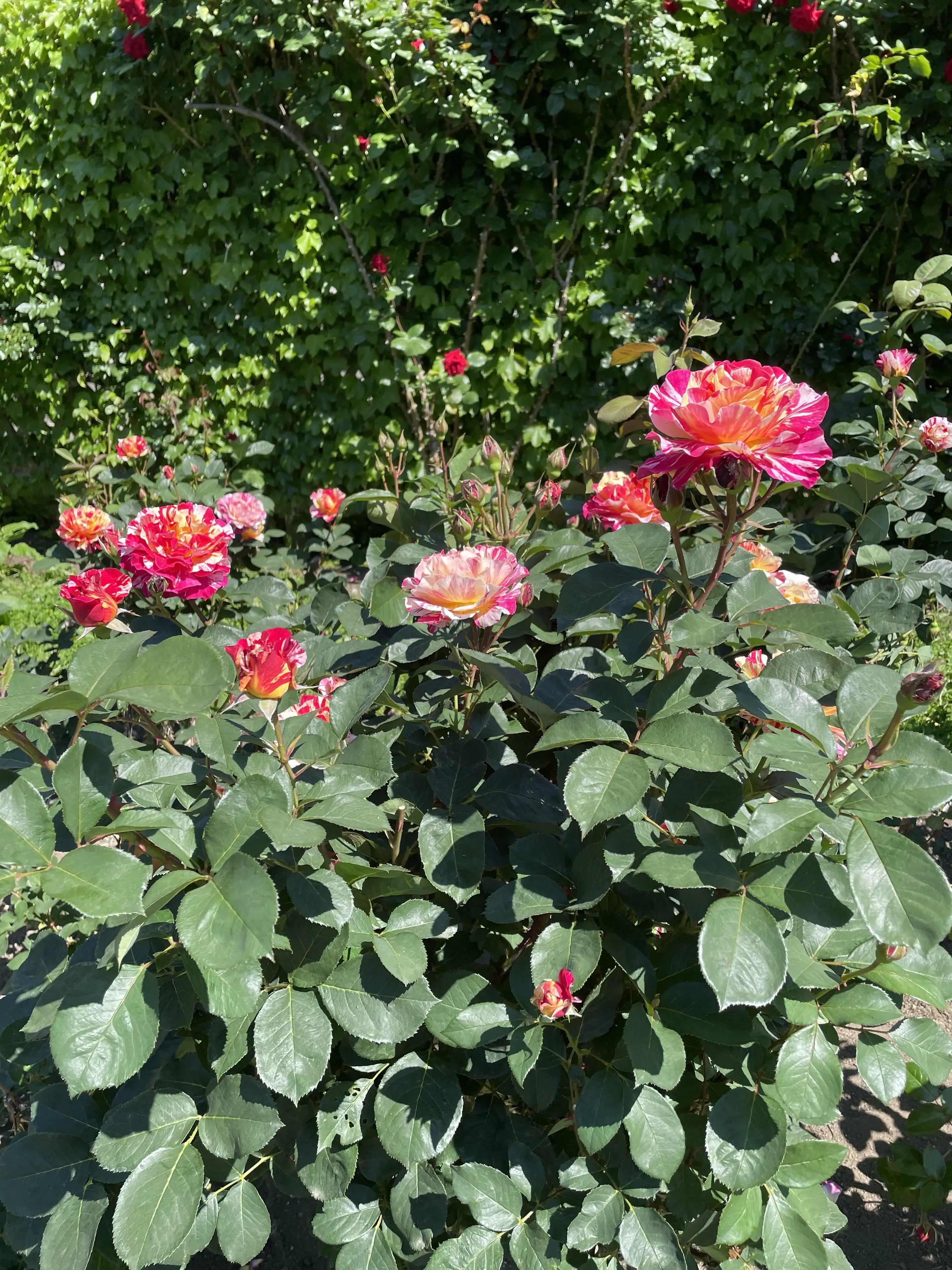 イギリス領事館、函館、北海道、庭園、バラ、薔薇、バラの庭園、満開