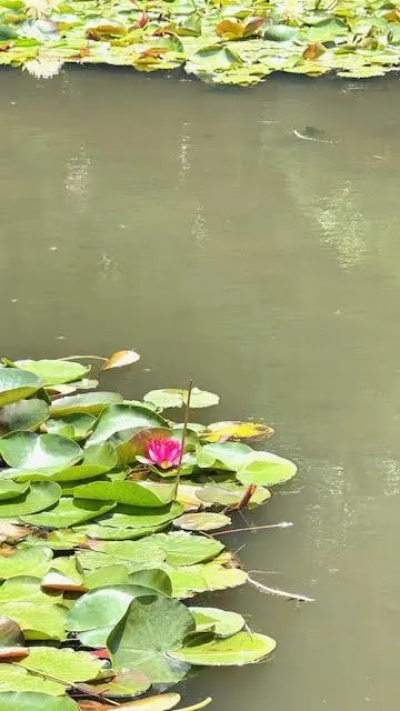 睡蓮の池