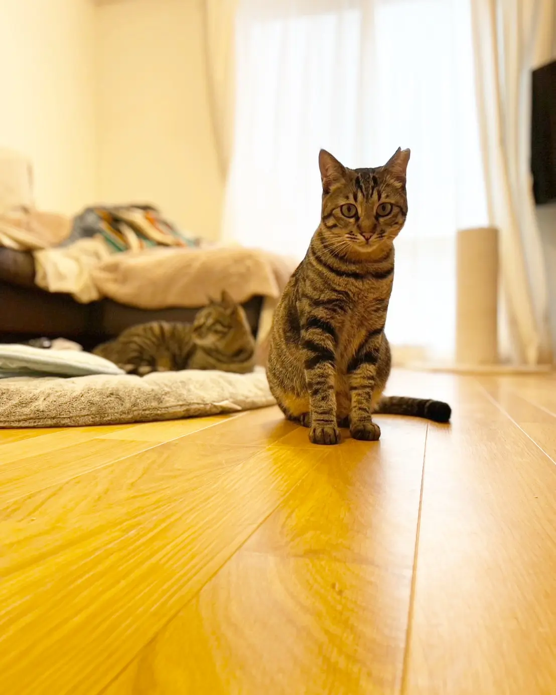 ねこ　保護猫　