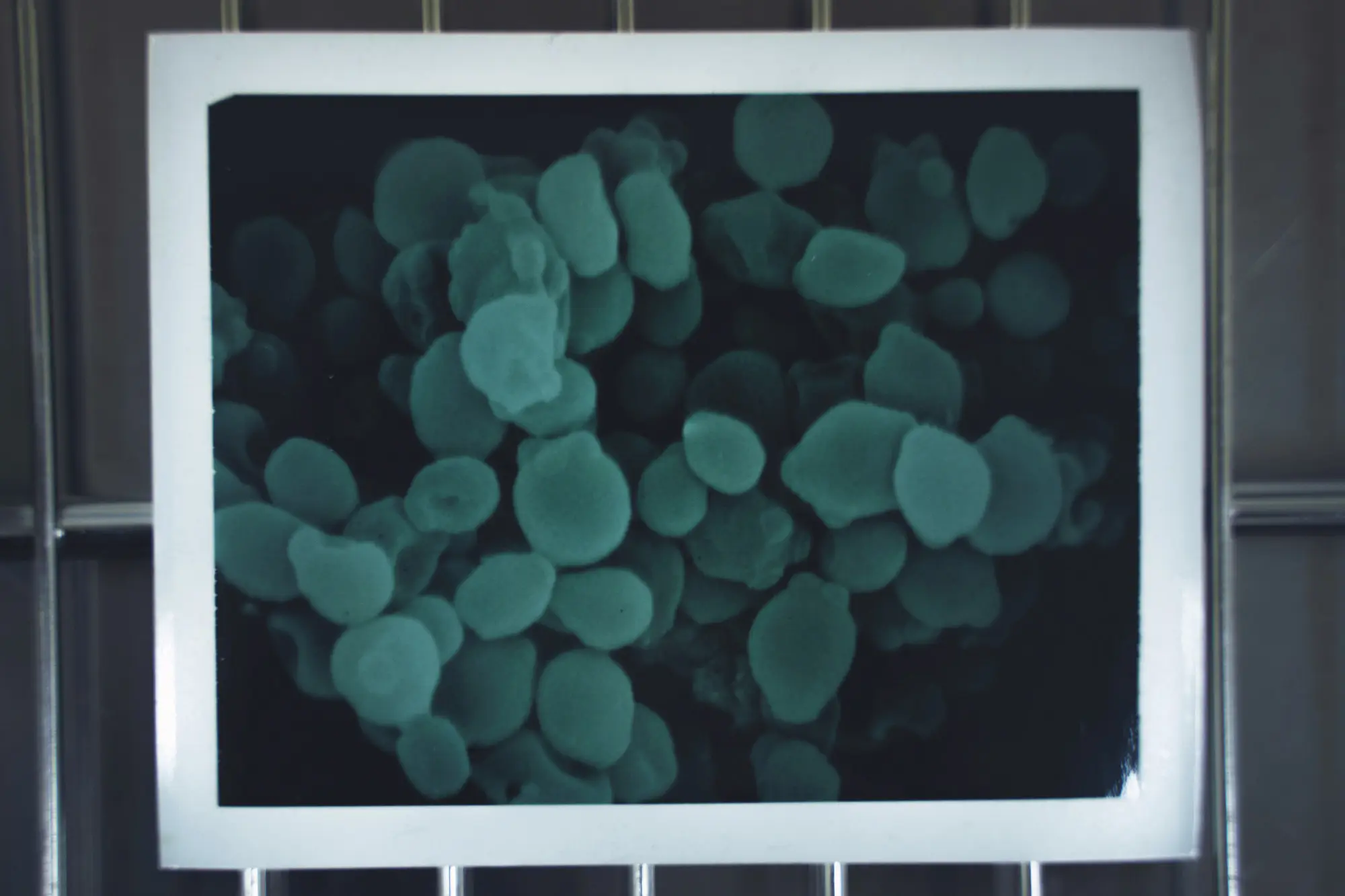  もともと白米にはない栄養素を多く含むことが知られる黒米の中でも、京丹後の黒米は古代米がルーツ。独自の発酵サイエンスによる新たな可能性も期待されている。