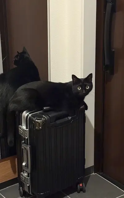 ねこ　保護猫　