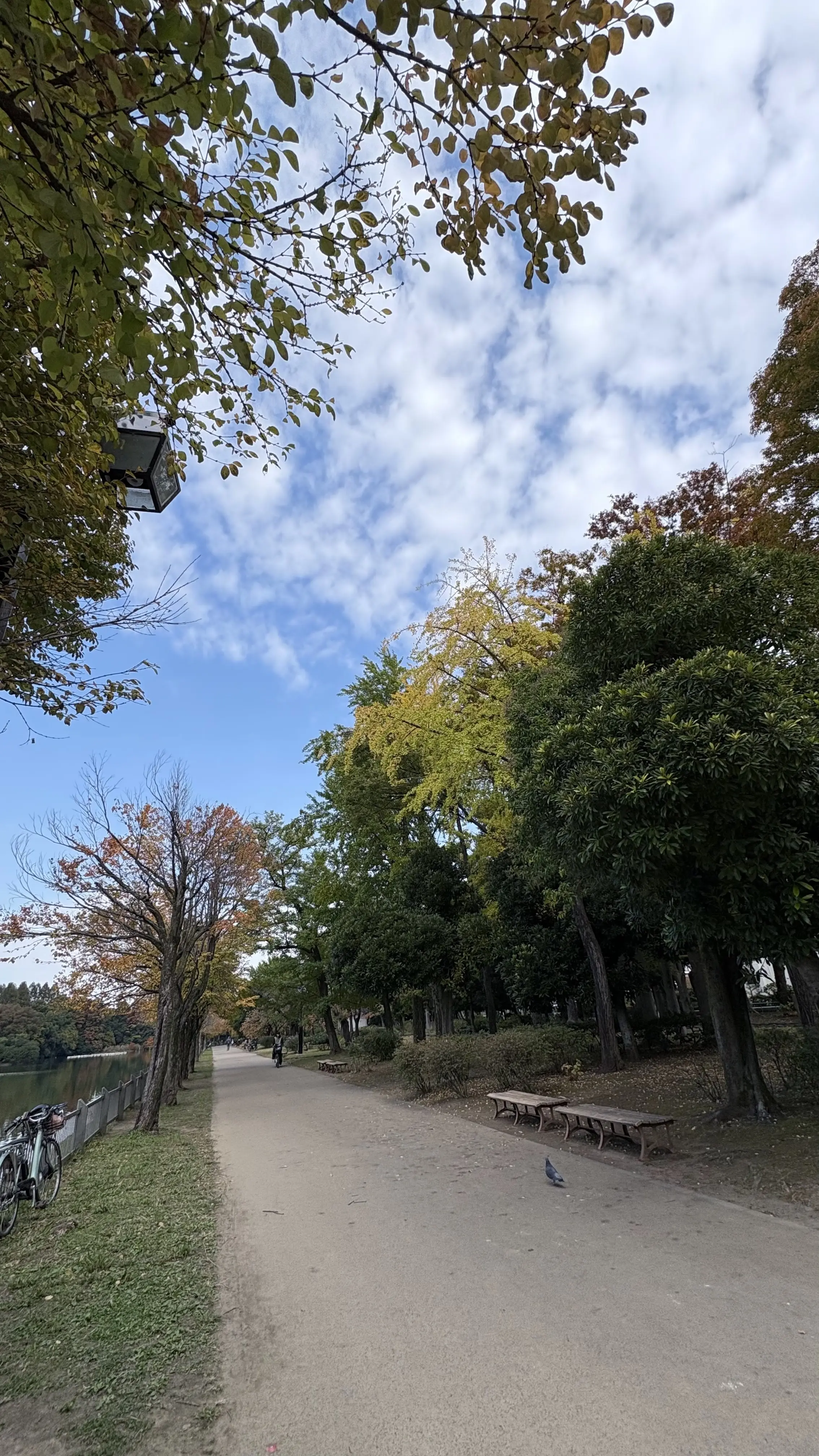 浮間公園園内　　街路樹　紅葉　紅葉スタート　晴れ