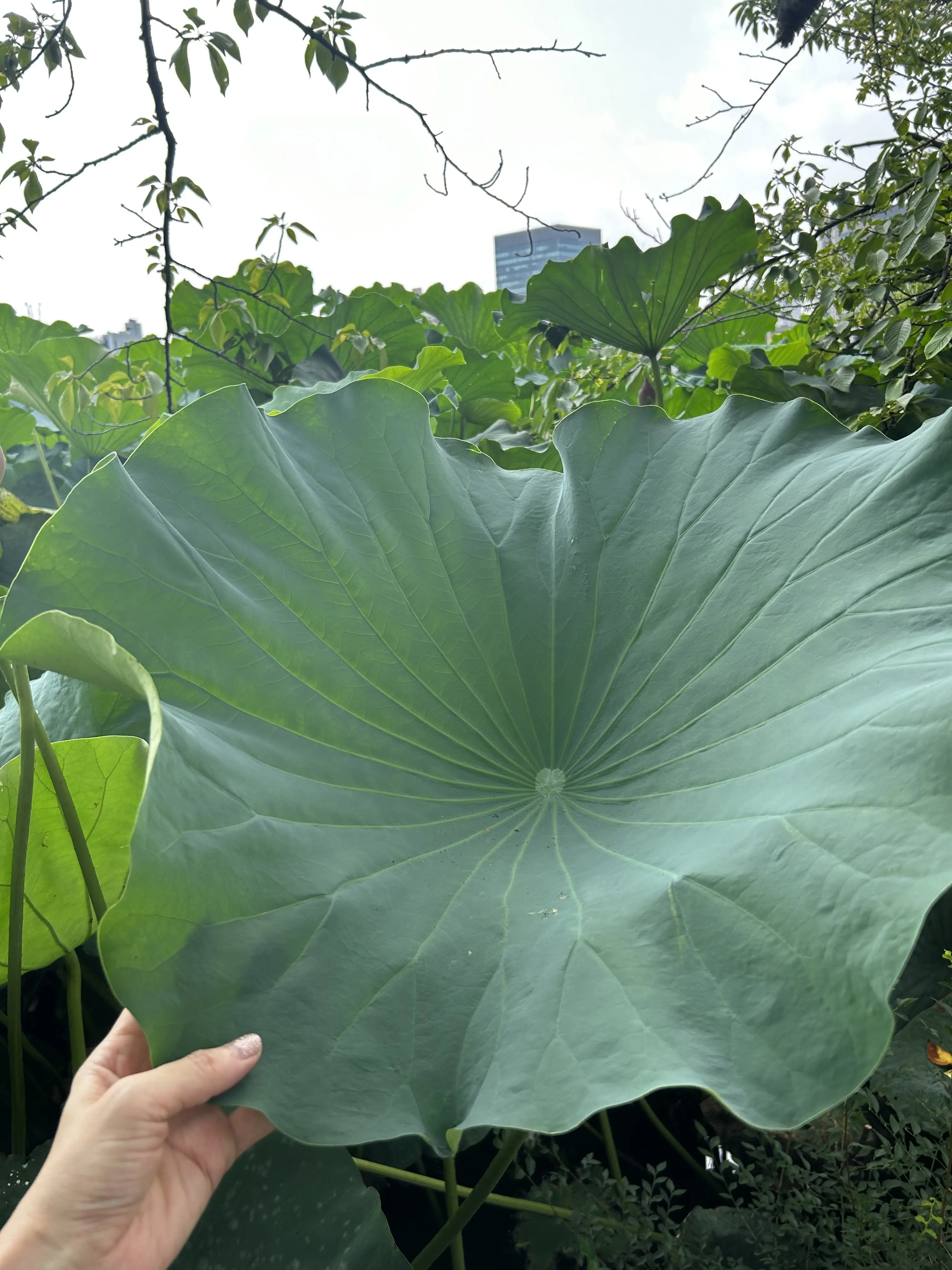 今年も朝のハスの花を見てきました✨　_1_2-2