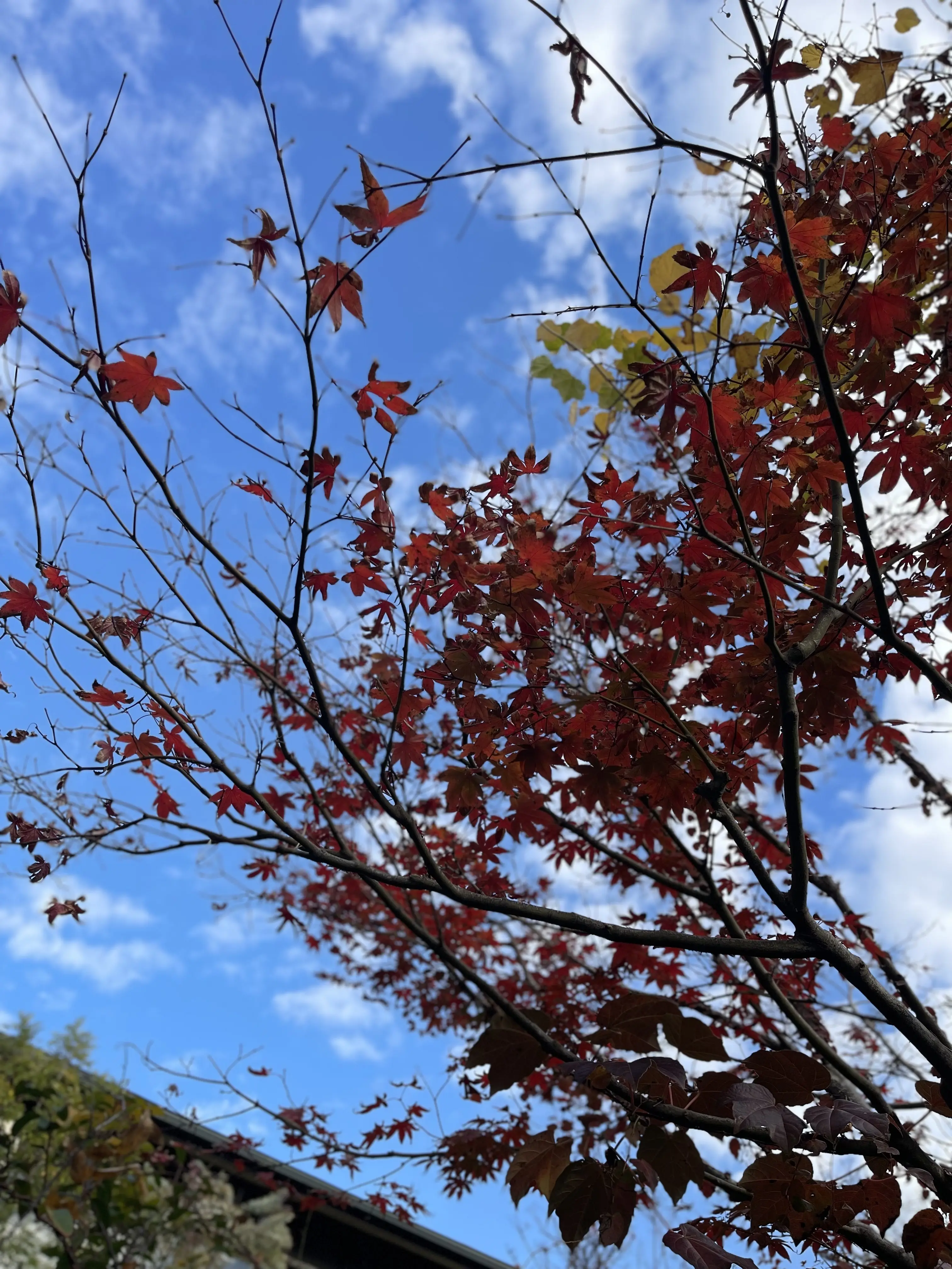 秋の味覚を詰め込んだ和のアフタヌーンティーを楽しんできました@鎌倉_1_2-1