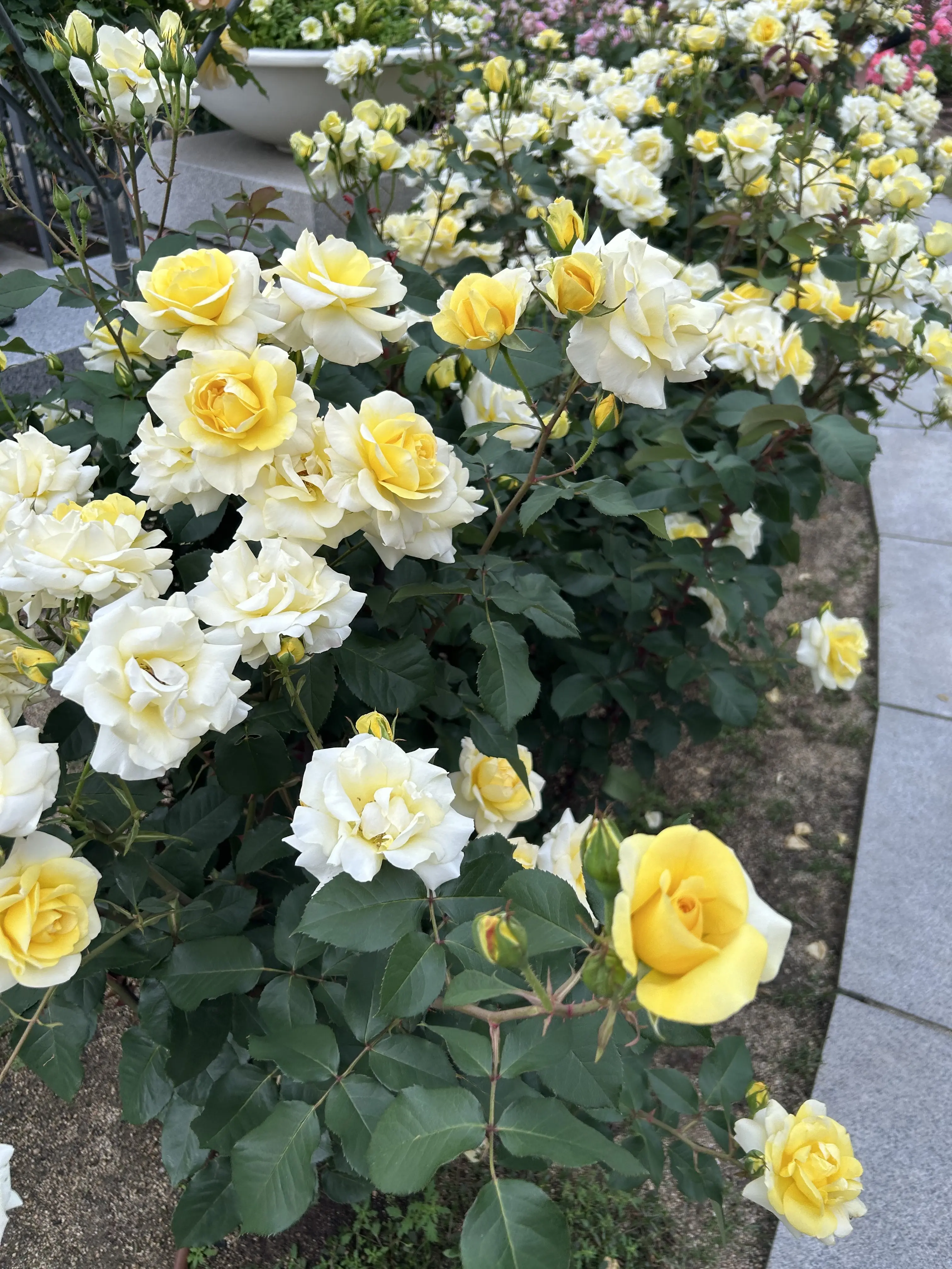 舞台前の気分転換、中之島バラ園へ🌹_1_5-2