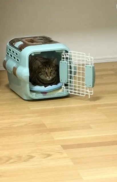 ねこ　保護猫　