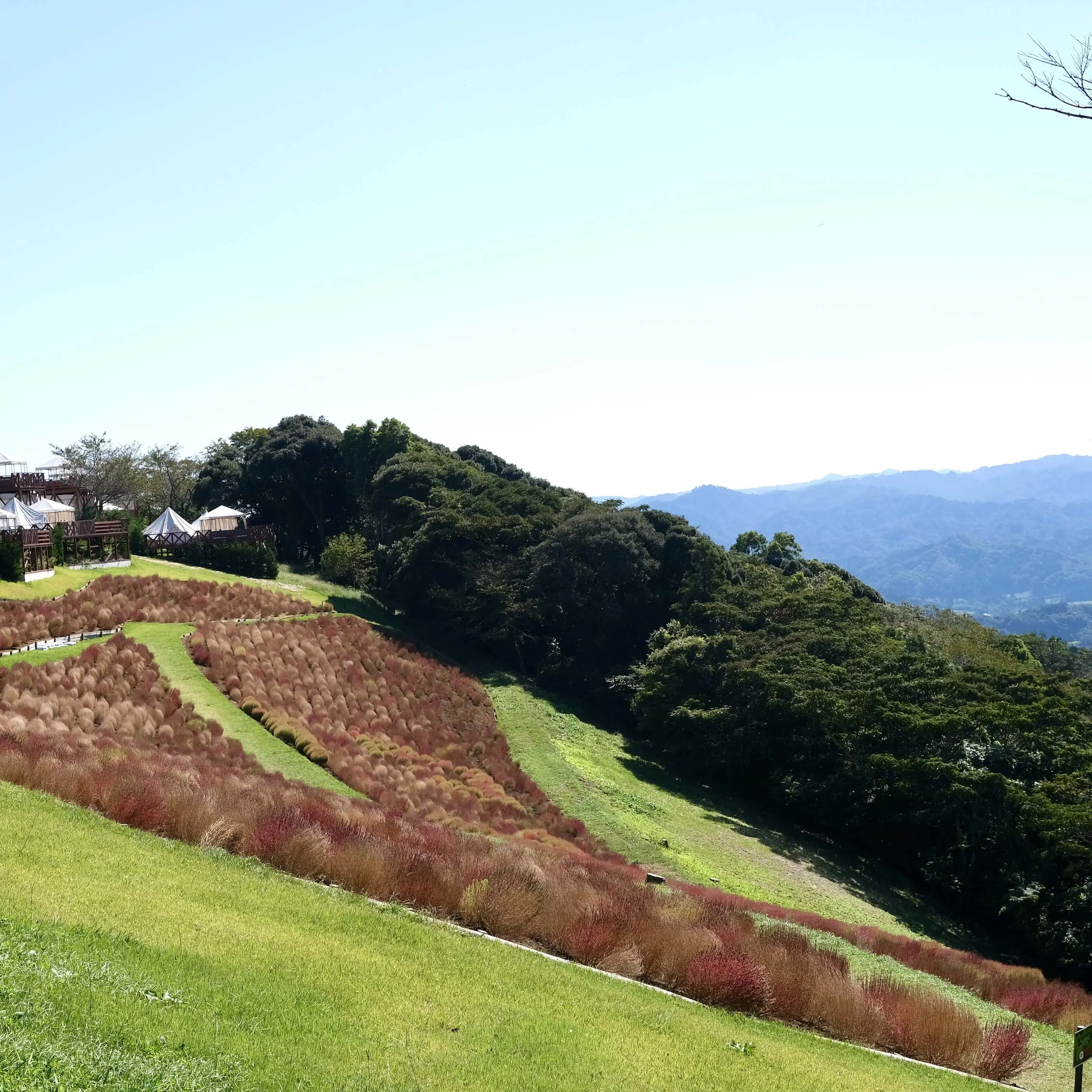 千葉県の「マザー牧場」内　紅葉するコキア