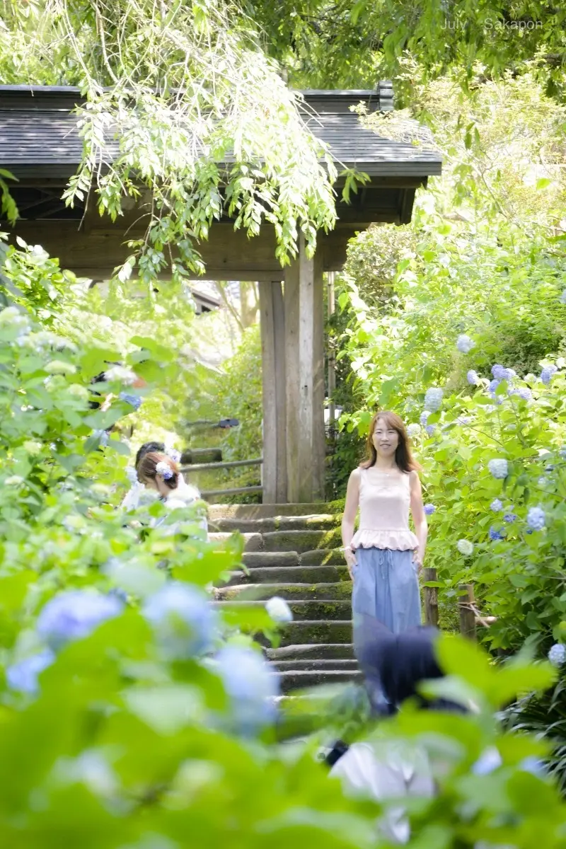 【鎌倉の紫陽花】2025.6.1撮影_1_2