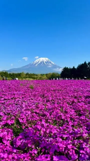 山梨県の富士本栖湖リゾート　富士芝桜祭り