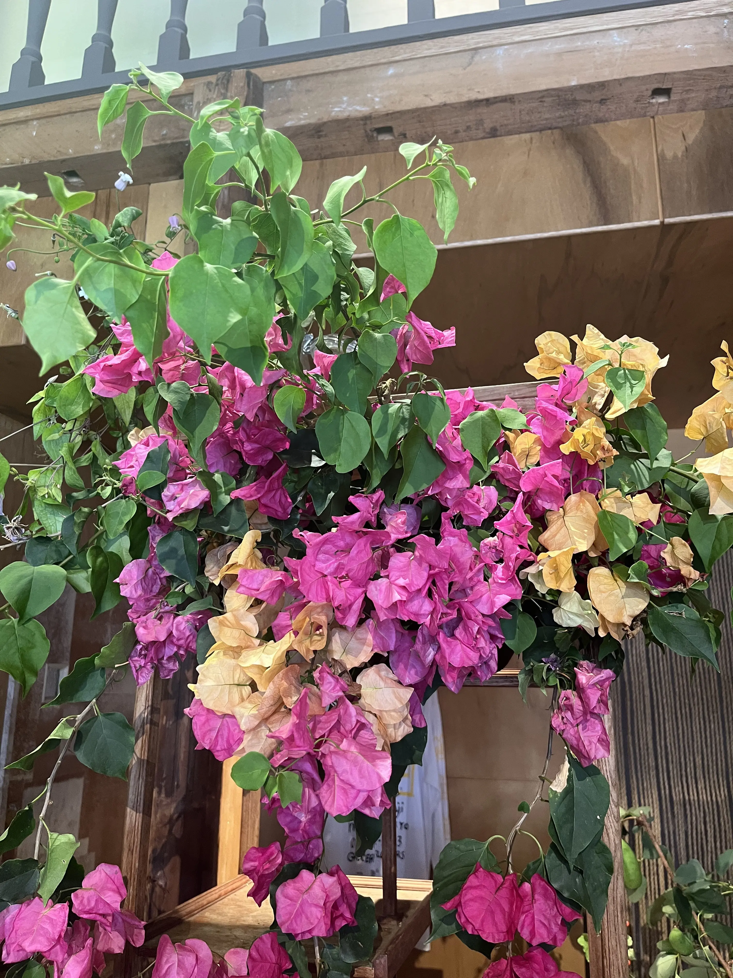 初夏のお花で『花屋で写真館♪』_1_7