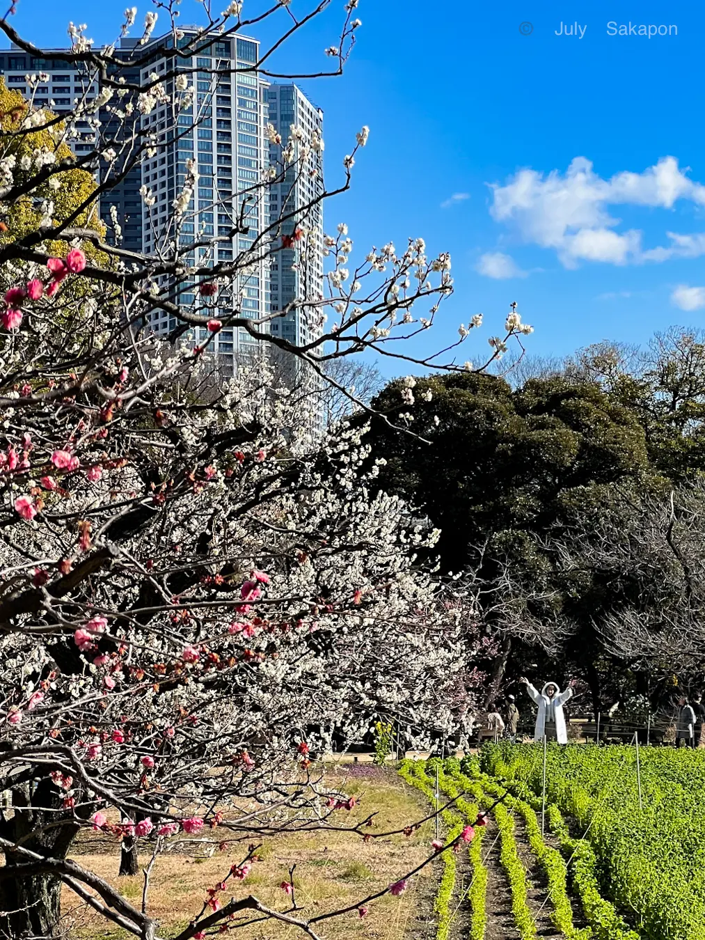 春爛漫🌼TOKYO花まっぷ@浜離宮恩賜庭園_1_4