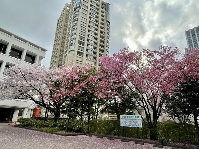 NHK博物館の桜
