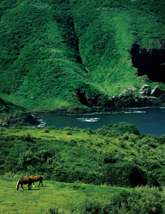 馬や牛が草をはむのどかな風景も、隠岐アイランドの魅力