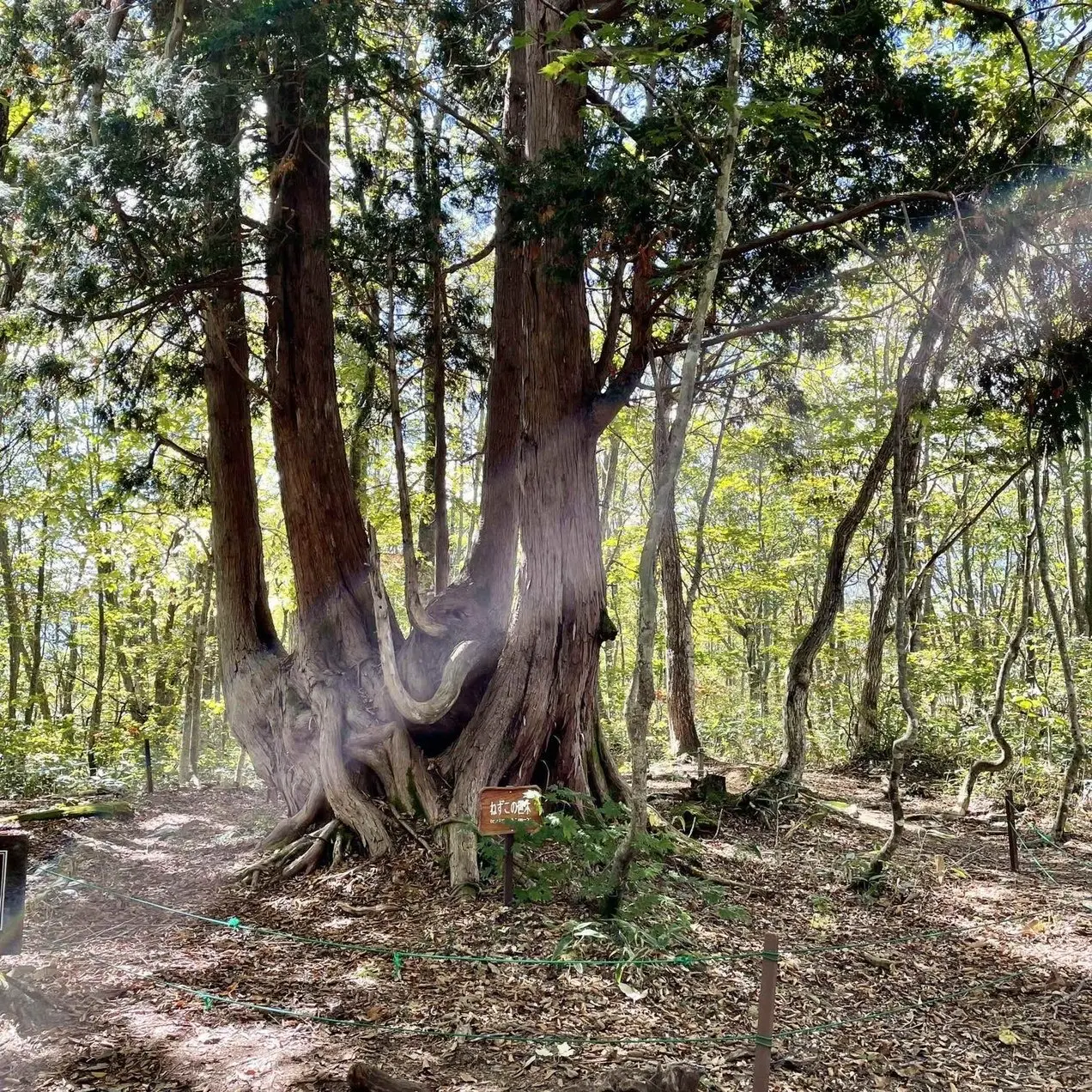 長野県の白馬岩岳、ねづこの森