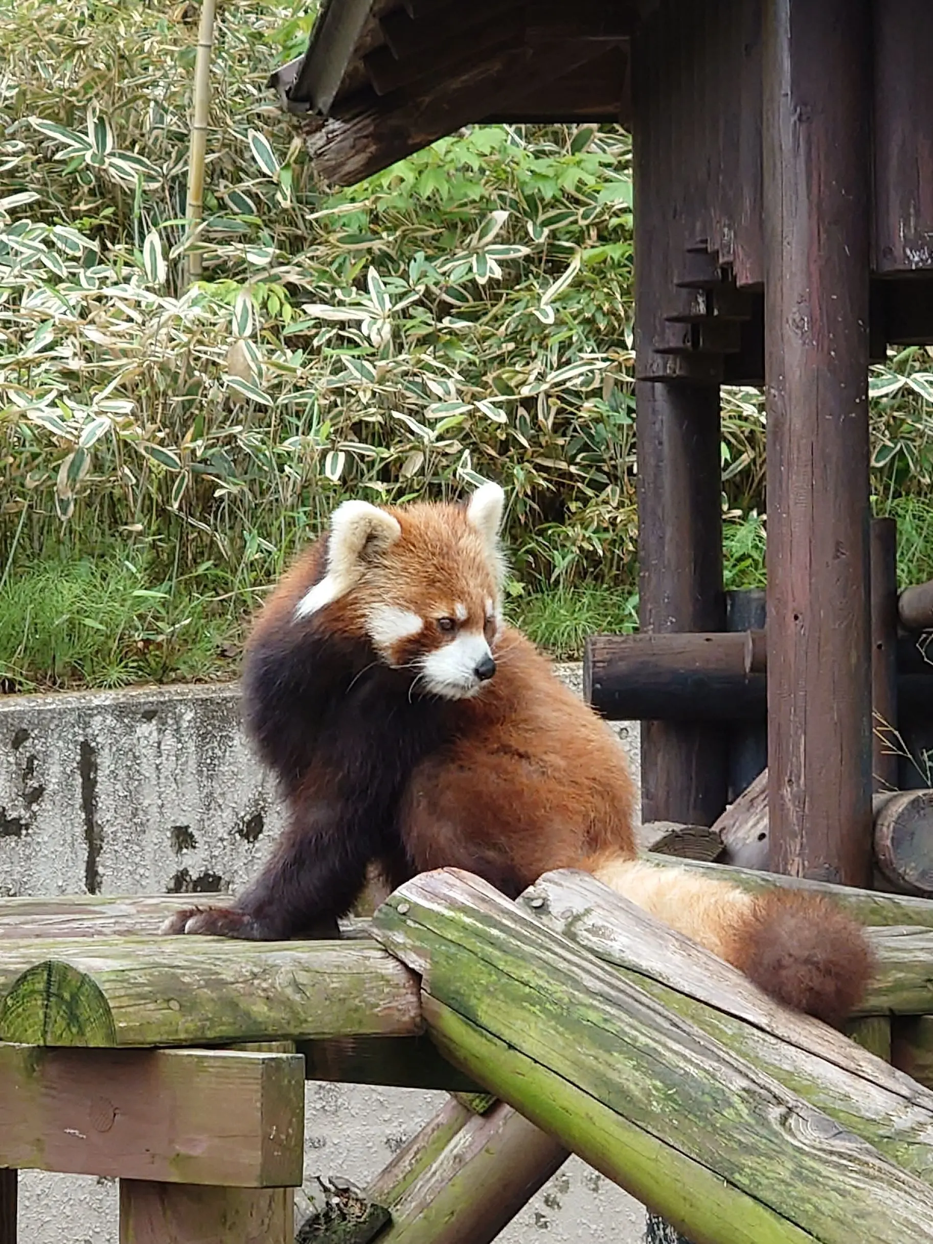 レッサーパンダ