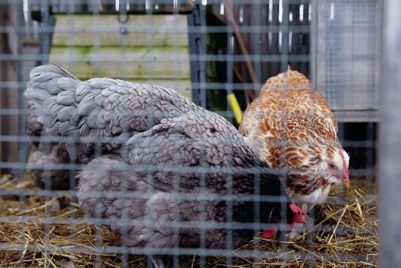 ルーフトップには立派な鶏小屋が設けられていて、5羽の鶏が飼われている