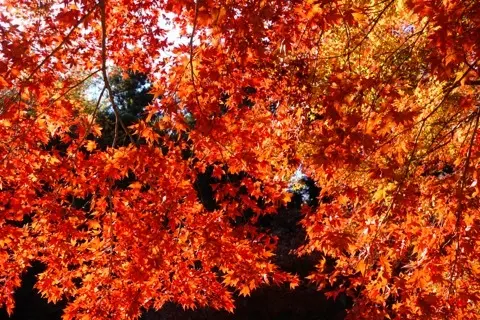想像以上の絶景に出会えた神奈川の紅葉の見どころ〜北鎌倉・鎌倉編〜_1_3-2