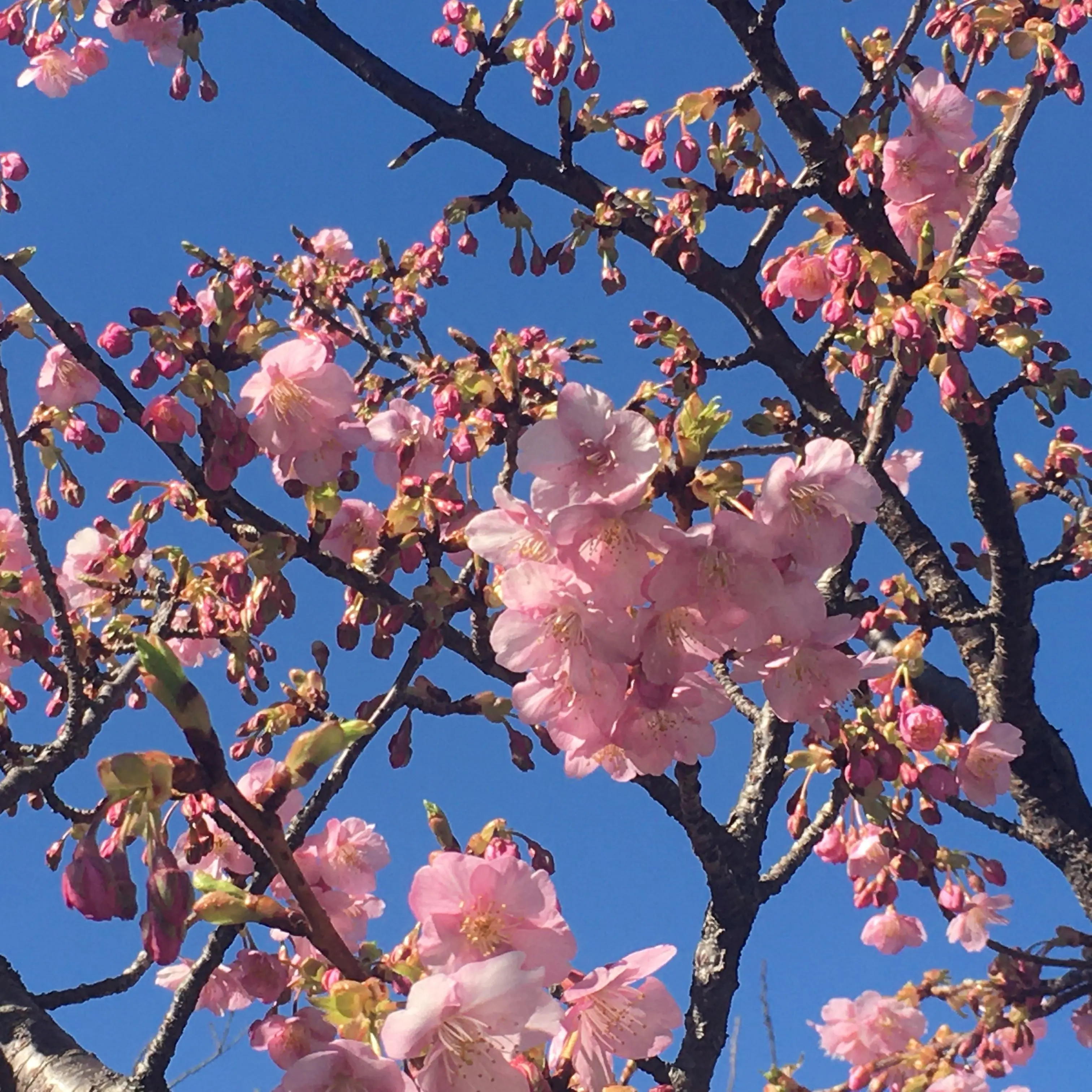 河津桜がきれいな青空に映えています