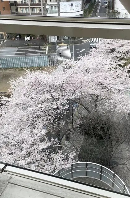 愛宕山エレベーターからの桜