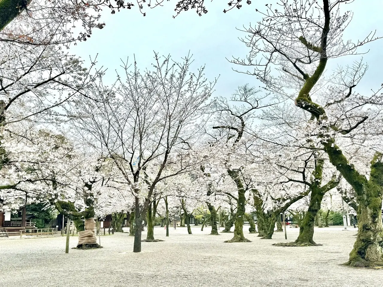 靖国神社の桜 ②