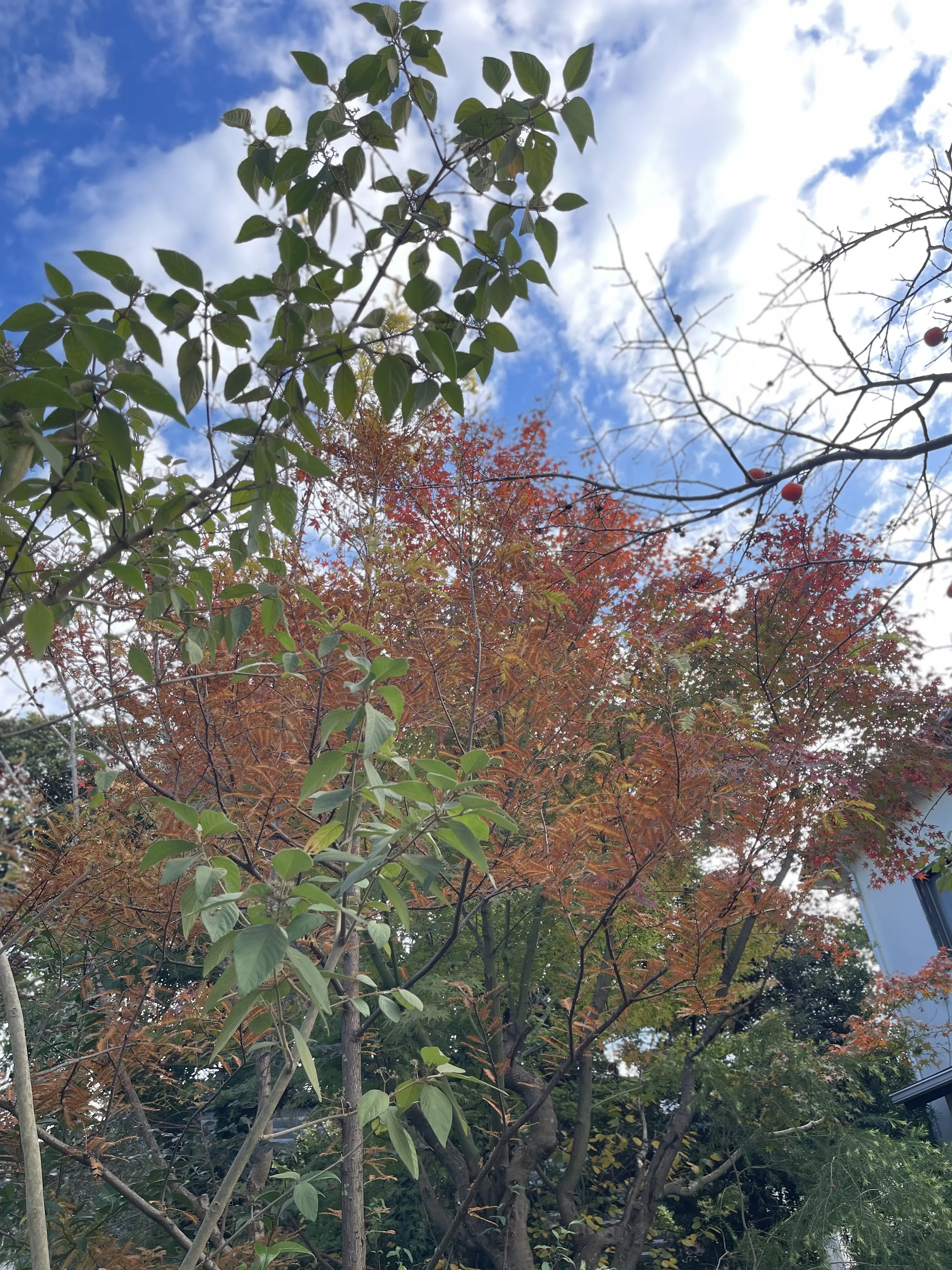 秋の味覚を詰め込んだ和のアフタヌーンティーを楽しんできました@鎌倉_1_2-2