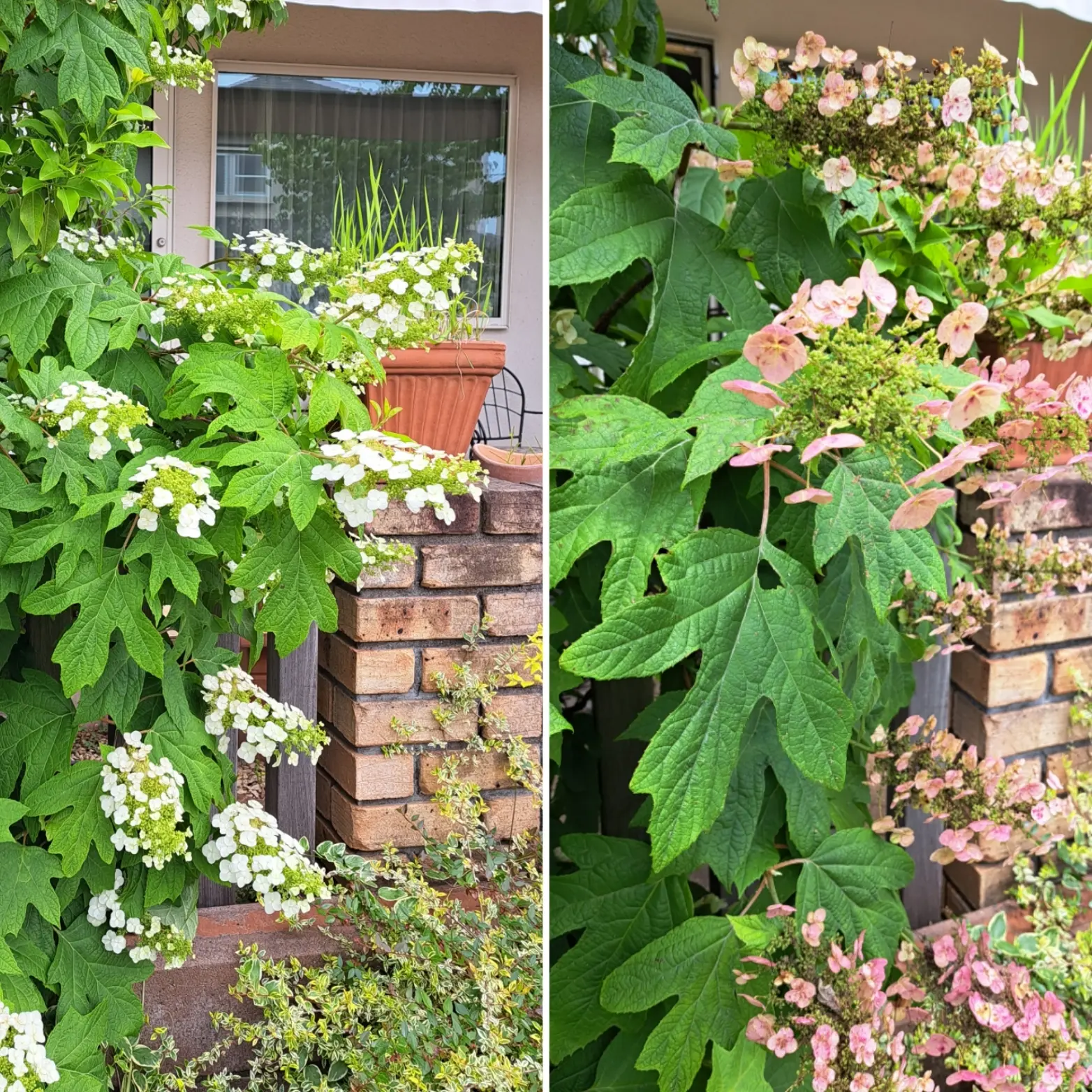 久しぶりの鎌倉 紫陽花鑑賞はお気に入りのパンツとかごバッグで_1_18