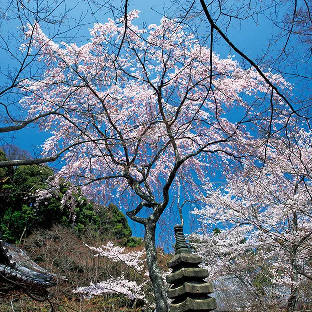 勝持寺の気品ある枝垂れ桜