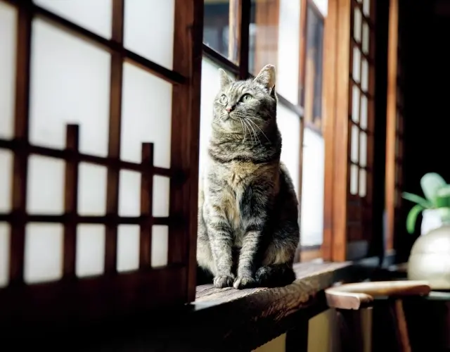 えき　雑種・♀　年齢不詳