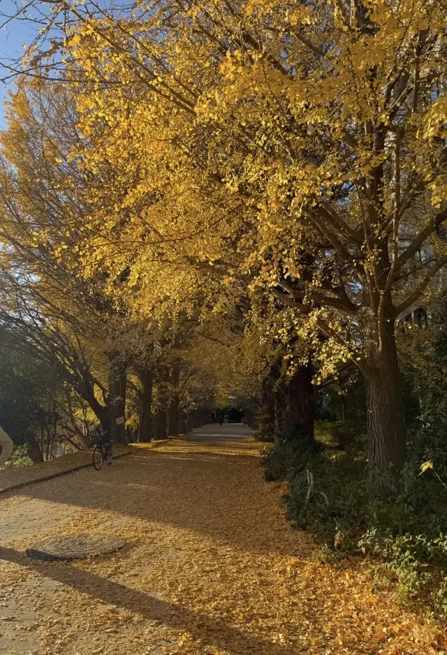 駒場公園の文壇カフェとイチョウ舞い散る銀杏並木_1_2