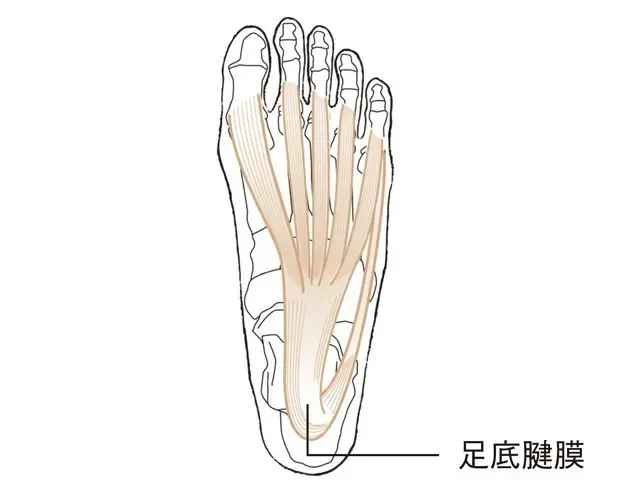 50代、「足」と「脚」の違和感の正体は？ 一生自分の“アシ”で歩くため