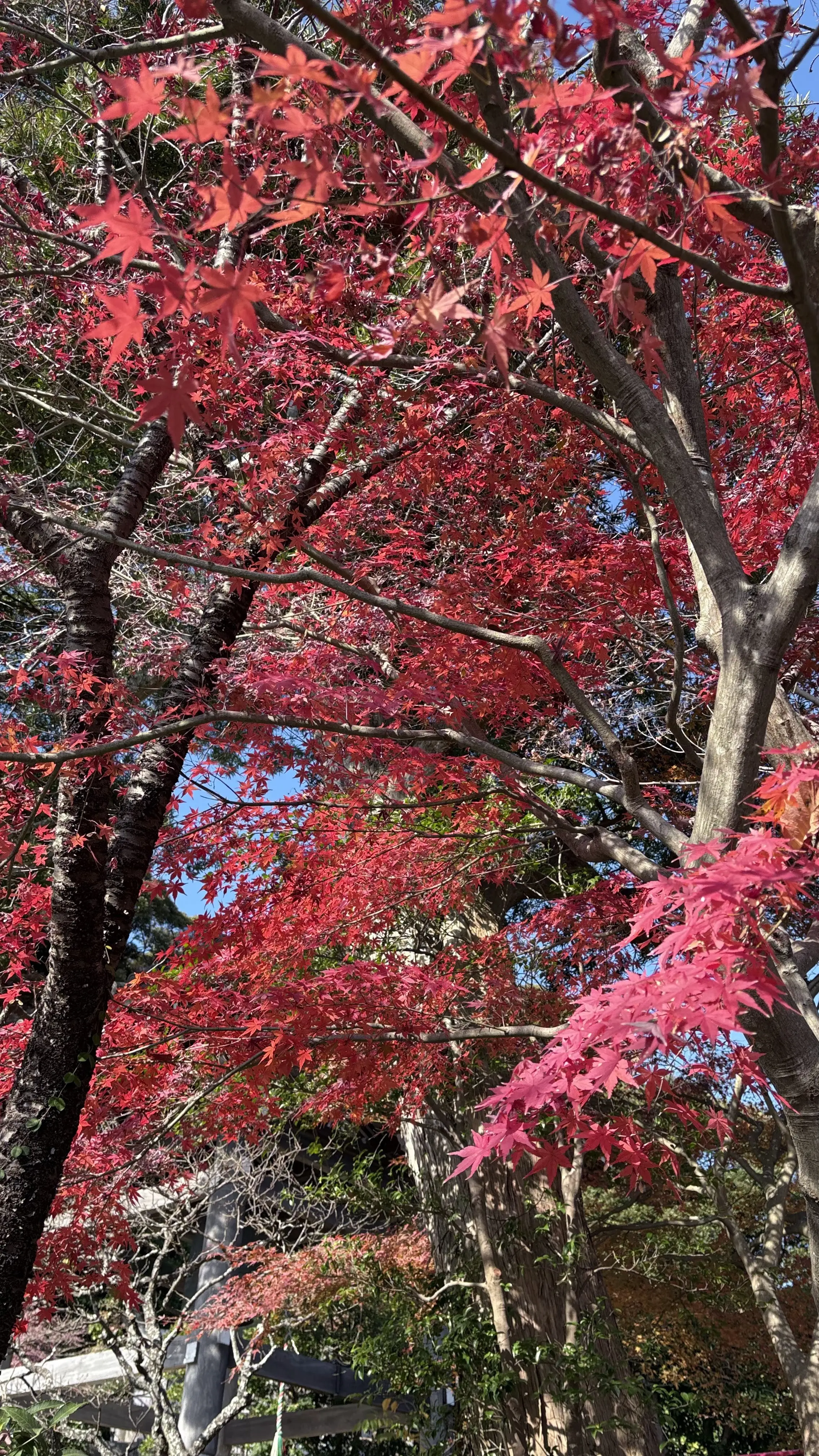 50代GUユニクロコーデ＠鎌倉ソロ活動_1_9