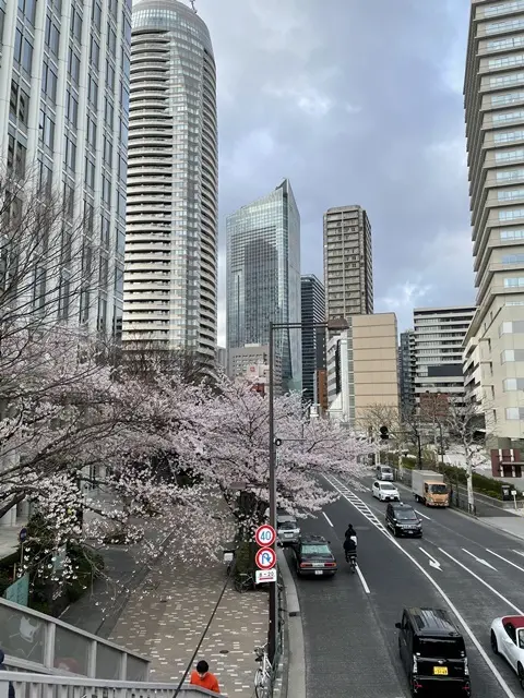 愛宕山付近の桜