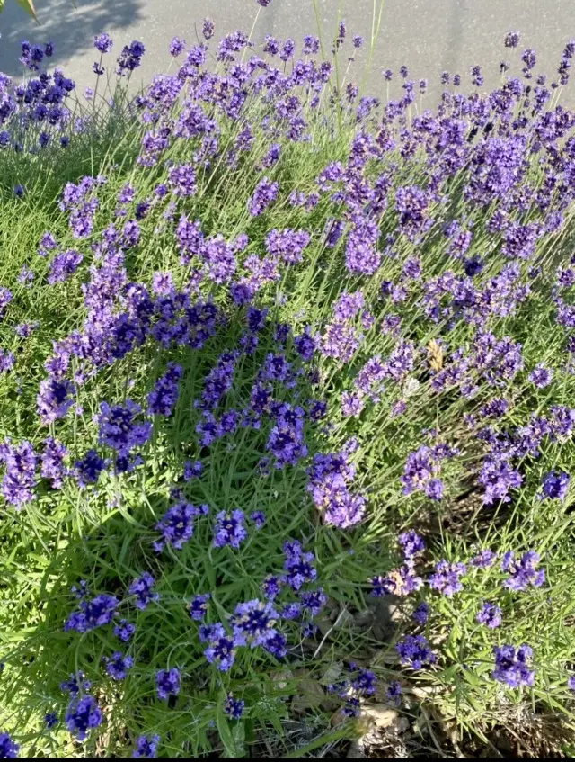 自然の恵みに、感謝✨北の大地で✨_1_6