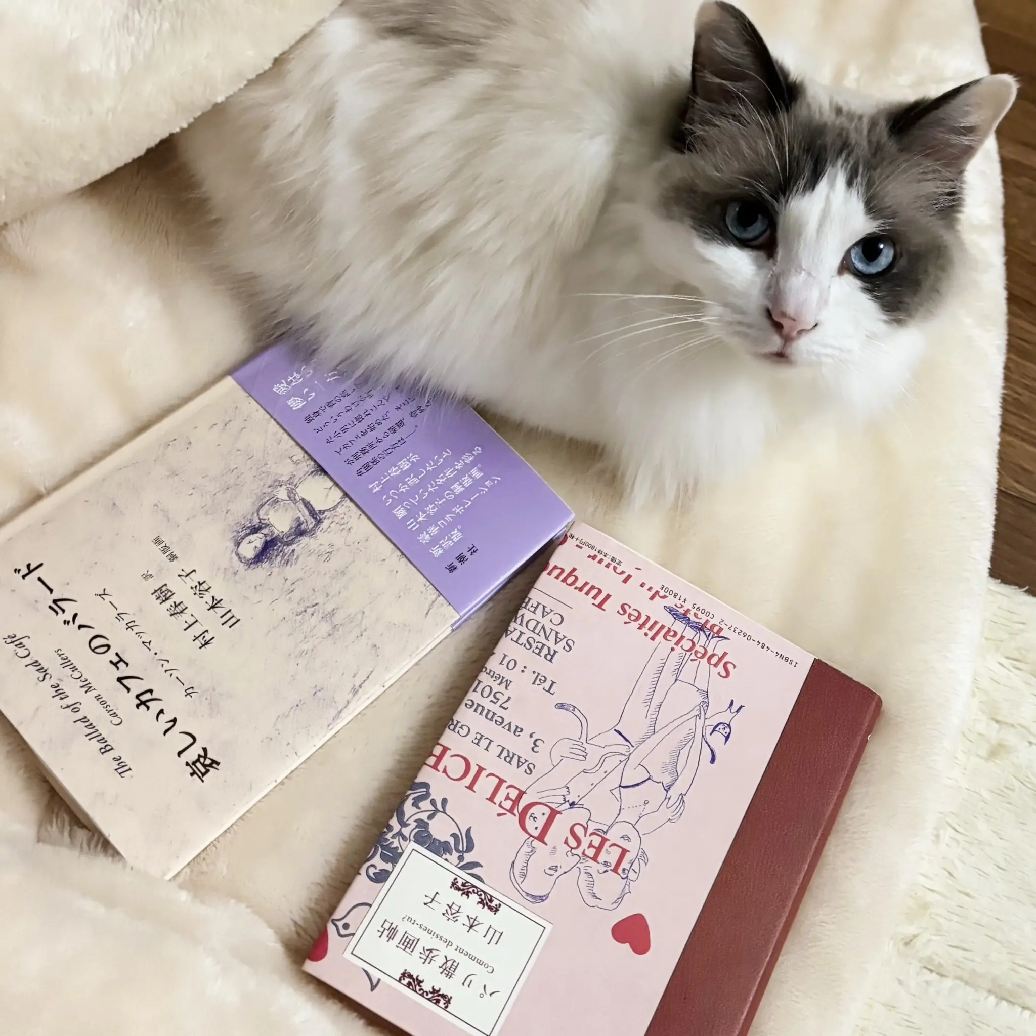 絵画。原画手描【シャム猫たちはデート記念日のためにさくらんぼケーキを用意した】 I reconstructed the kitten's face as a falcon trying to fly