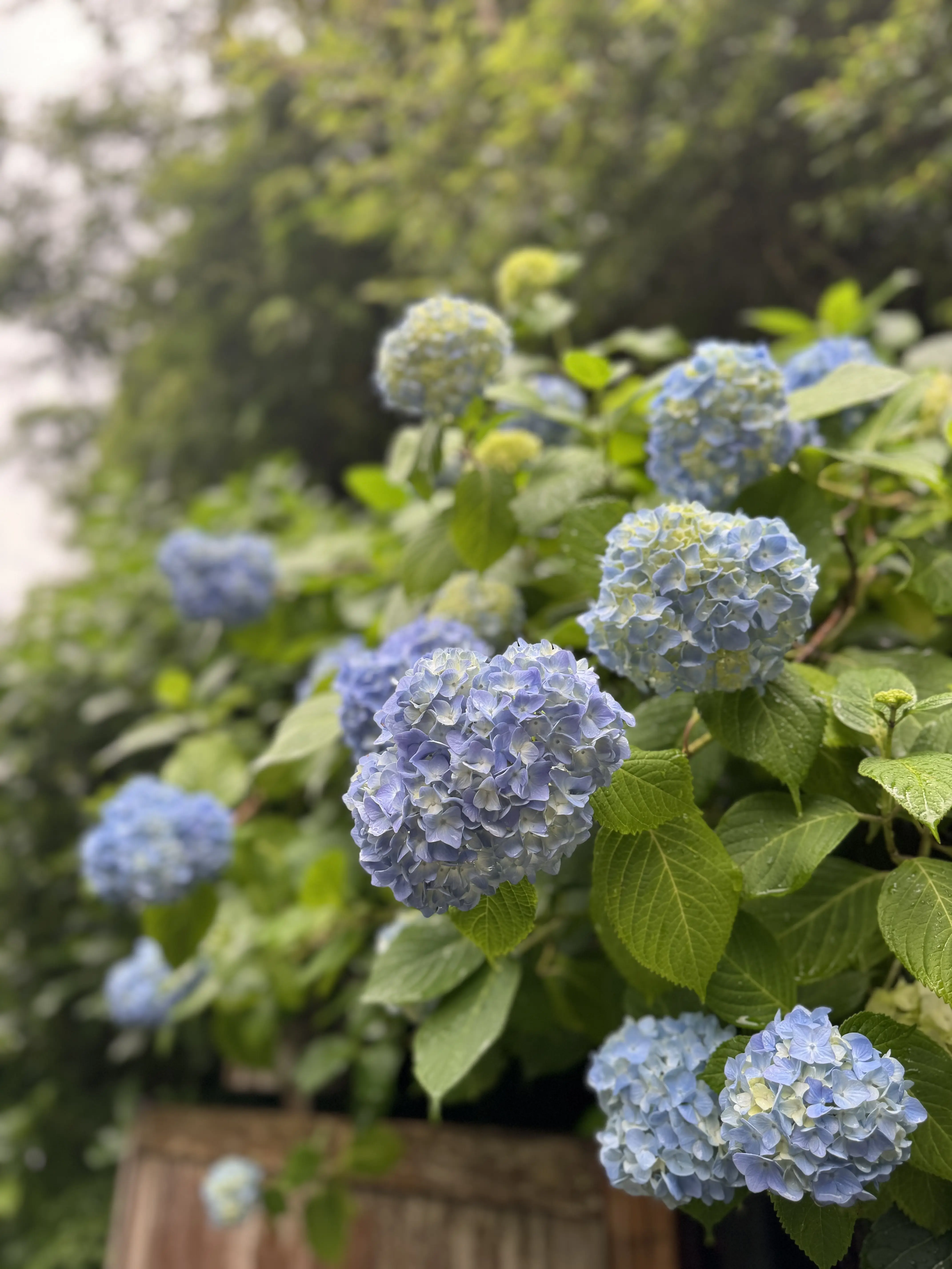 雨の日“大人の鎌倉さんぽ”☔️紫陽花と癒しの時間_1_9-2