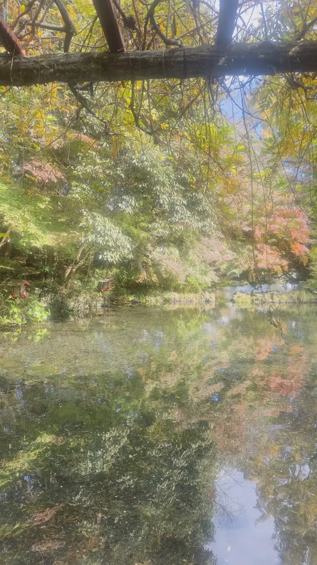 富士山本宮浅間大社 × ユニクロのジョガーパンツ_1_5