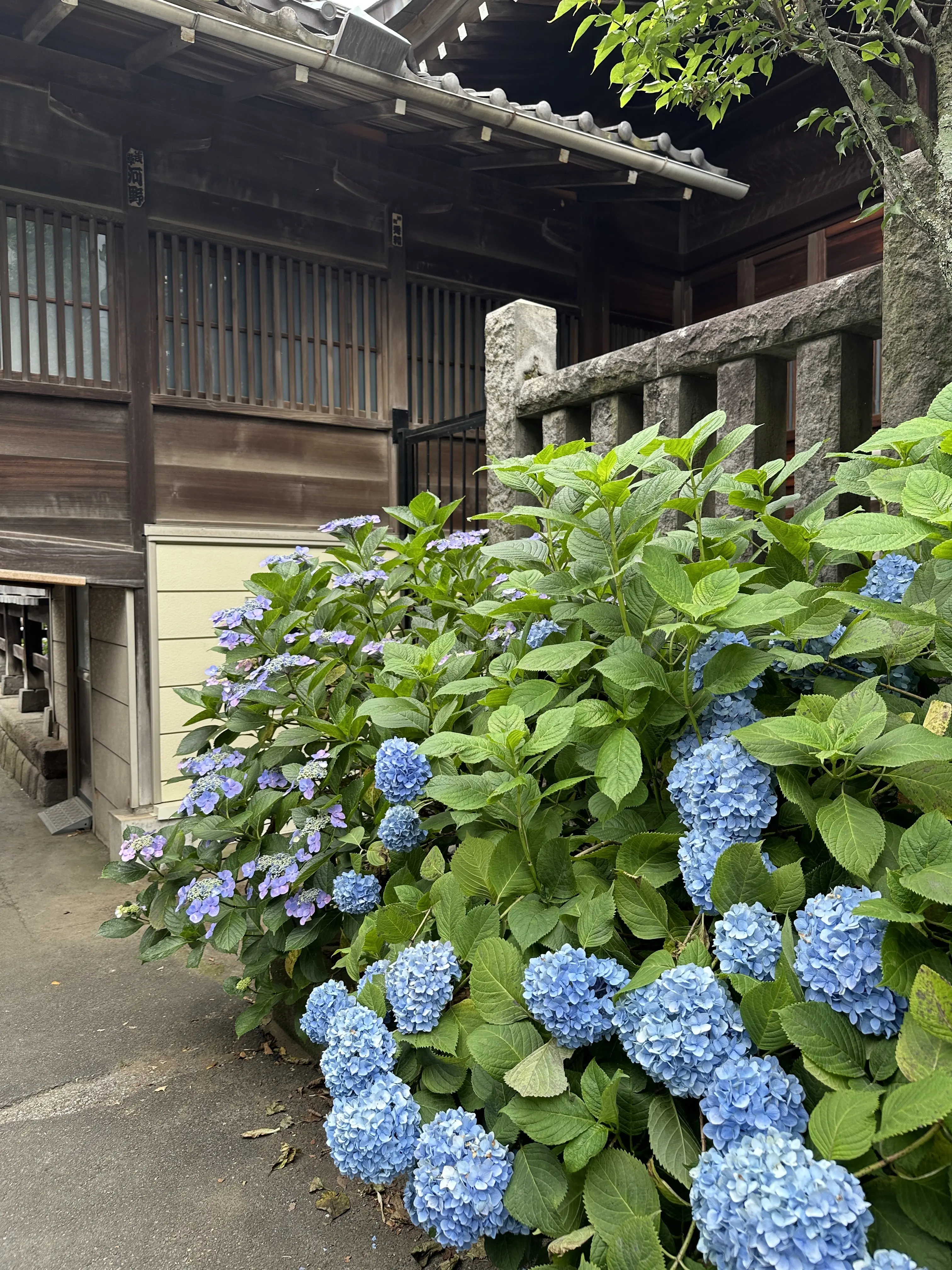 紫陽花と境内